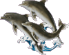 Ali-Three dolphins