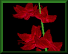 Faerie Lotuses - Crimson