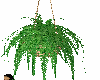 hanging fern