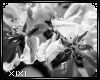 XIXI Flower Frame5
