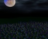 Night Bloom II