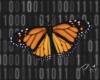Mariposa orange