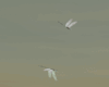 Dragonflies Animated