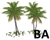 [BA] Palm Tree Grove