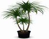Black Vase Palm