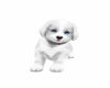 cute  white  dog