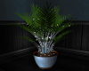 Lover's Potted Palm