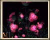 ML illuminated roses