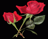 ~Red Roses~
