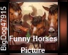 [BD]Funny Horses Picture