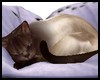 Pillow Siamese Sleeping