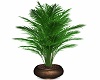 Plant Potted Fern 2