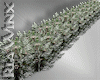 Long Snowy Shrubs