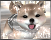 Rus Bliss Shiba Puppy 7
