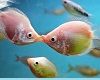 Kissing Fish Animated