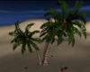 Coconut Palm-ANIMATED