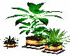DD plant 1