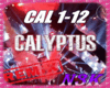 Calyptus+MD