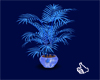 #Cp.dragon#planta azul