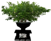 white tigar plant pot