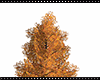 CX | Autumn Tree