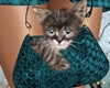Bag w Kitten