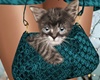 Bag w Kitten