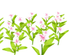 33 Plumeria Flowers