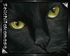 Black Cat Pic 1