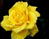 Yellow Rose Rocker