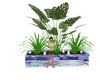 plant anim.