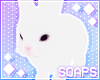 +Bunny Pet White