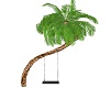 Palm Love Tree