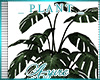 *A* SLE Plant 3