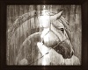 3 photos -western horse