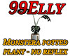Monstera plant-no reflex