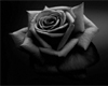 Romantic Rose Table