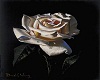 framed rose
