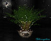 Wolf Club Lighted Plant