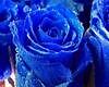 Robe Rose Bleu
