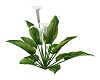 Lily Plant Outdoor