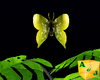Animated Butterfly Green