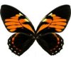 Papilio Bachus Wings