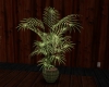 Fern 1