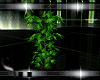 green mood plant