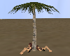 Palm tree w/poses