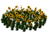 Autumn Sunflower Patch