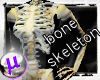 bone human skeleton