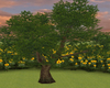 Oak Tree