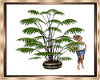 Solace Palm Plant